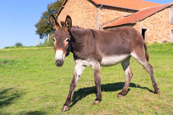 Szamár Rétek Előtt Gazdaság — Stock Fotó