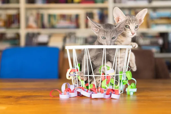 Pequeños Gatitos Cumpleaños Cesta Con Guirnaldas — Foto de Stock