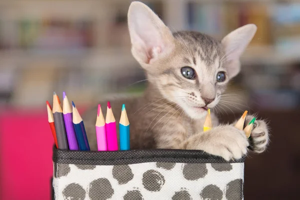 Little Tabby Playing Color Pencils Interior — Stock Photo, Image