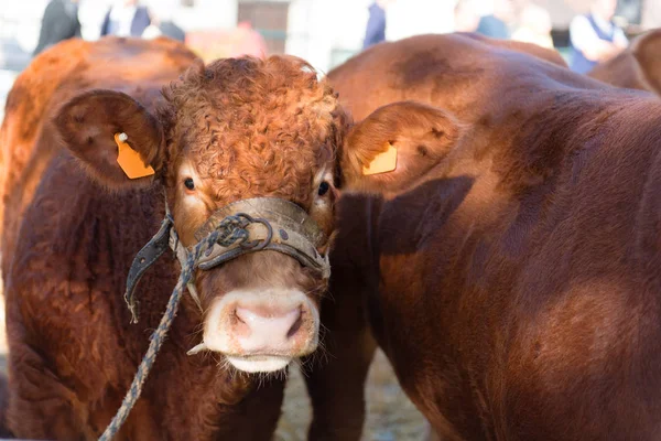 Marknaden För Fransk Limousin Med Bruna Limousinkor — Stockfoto