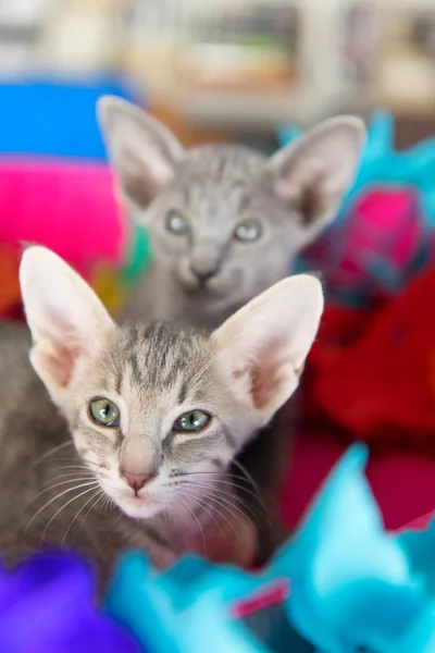 Маленькі Кошенята День Народження Кошику Гірляндами — стокове фото
