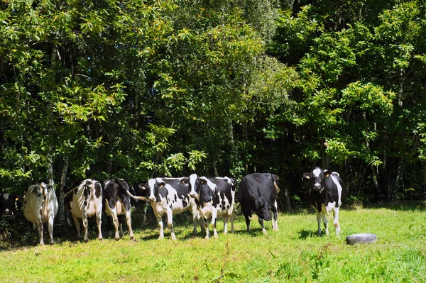 影の牧草地で牛黒と白の牛 — ストック写真