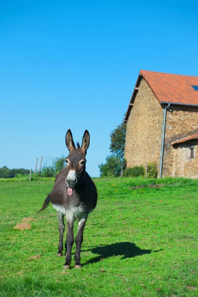 Burro Prados Frente Granja — Foto de Stock