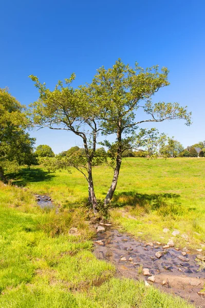 Pârâu Mic Peisaj Verde Francez — Fotografie, imagine de stoc