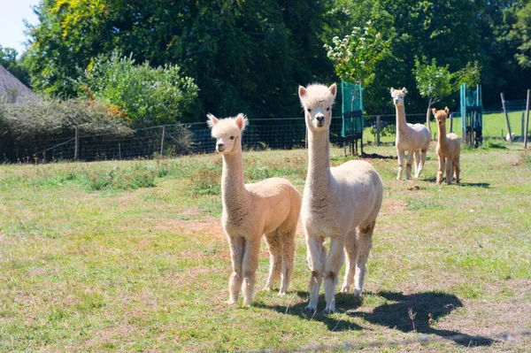 Farm Alpacas Στα Λιβάδια — Φωτογραφία Αρχείου