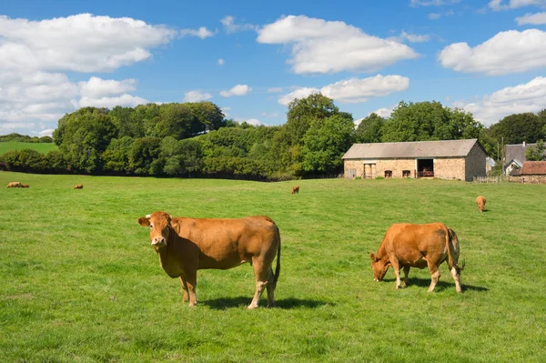 Paesaggio Agricolo Francese Con Mucche Limousine Marroni — Foto Stock
