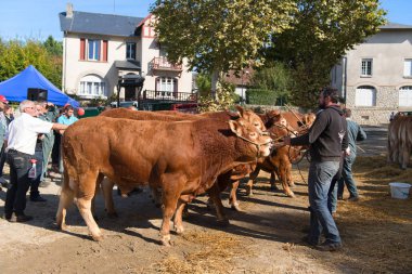 Saint-Germain-Les-Belles-Nouvelle-Aquitaine-France-13 Ekim 2018: Limousin inek pazarı 13 Ekim 2018