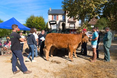 Saint-Germain-Les-Belles-Nouvelle-Aquitaine-France-October 13,2018: Limousin inek ve boğa piyasası tr 13 Ekim 2018
