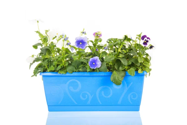 Square Blå Kruka Full Med Pansy Växter Isolerade Över Vit — Stockfoto