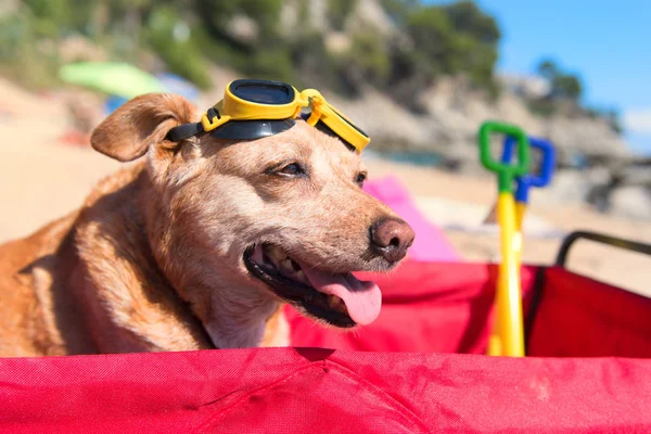 Portret Śmieszny Pies Goglami Plaży — Zdjęcie stockowe