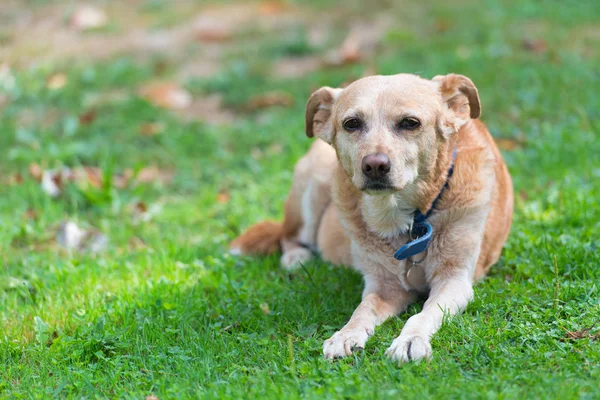 草の中に寝そべっている非常に古い感動的な交配種の犬 — ストック写真