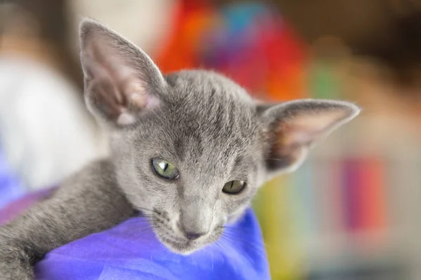 Close Blauw Oosters Stenografisch Kitten — Stockfoto