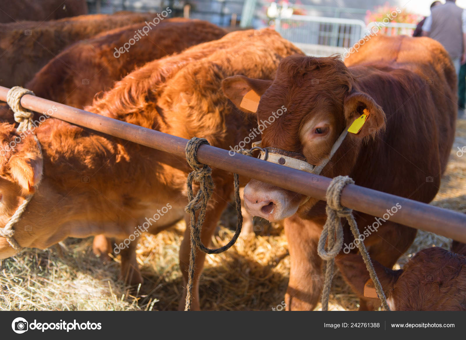 家畜写真素材 ロイヤリティフリー家畜画像 Depositphotos