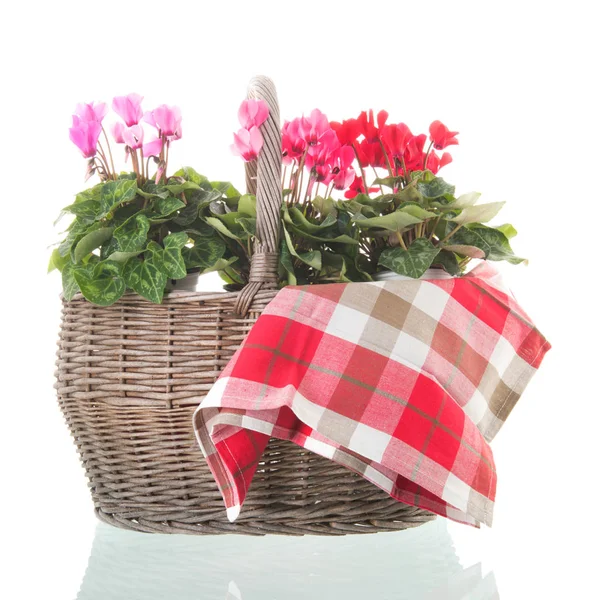 Cyclamen Rouge Rose Dans Panier Osier Isolé Sur Fond Blanc — Photo