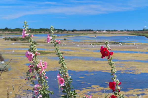 Roze Rode Hollyhocks Vogelreservaat Maison Fier Eiland Ile — Stockfoto