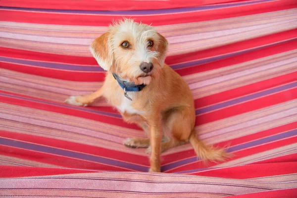 Retrato Aire Libre Pequeño Perro Raza Cruzada Hamaca Rayas Colores —  Fotos de Stock