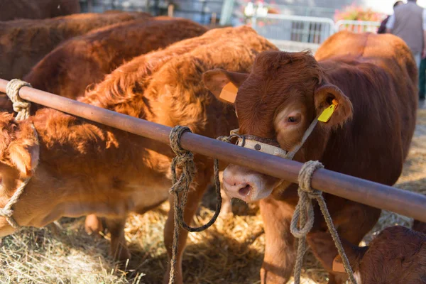 茶色のリムジン牛とフランスのリムジンで市場 — ストック写真