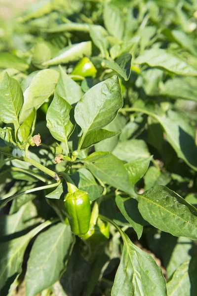 Pianta Paprica Verde Nell Orto — Foto Stock