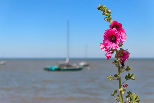 Boat Sea Ile Pink Hollyhocks Front — Stock Photo, Image