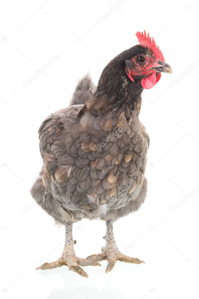 Standing Gray chicken isolated over white background
