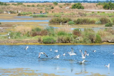 Ada Ile de Re 'deki La Maison du Fier kuş barınağı