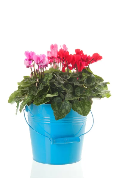 Red Pink Cyclamen Blue Bucket Isolated White Background — Stock Photo, Image