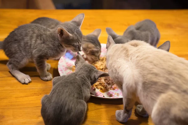 Quatro Pequenos Gatinhos Abreviação Orientais Comendo Prato — Fotografia de Stock