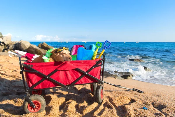 Červený Plážový Vozík Zavazadly Zábavným Psem Brýlemi Před Mořem — Stock fotografie