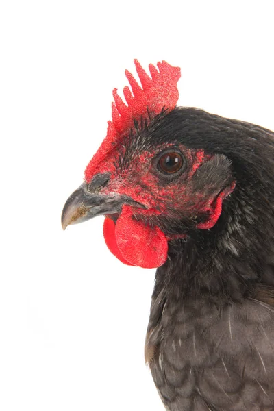 Portrait Poulet Gris Isolé Sur Fond Blanc — Photo