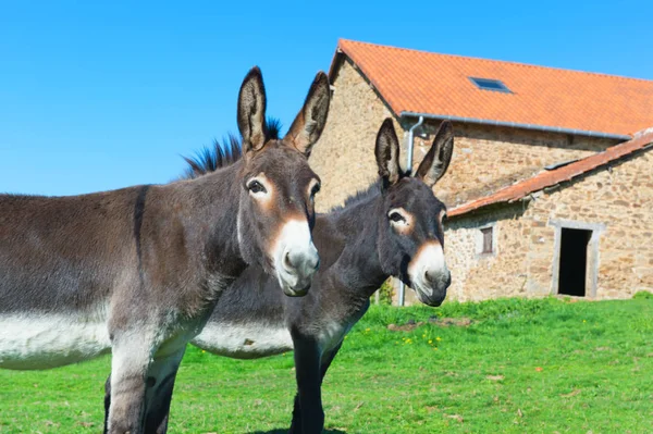 Asini Nei Prati Fronte Alla Fattoria — Foto Stock