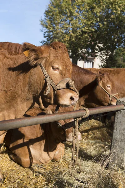 Typisch Roodbruine Limousin Koeien Markt — Stockfoto