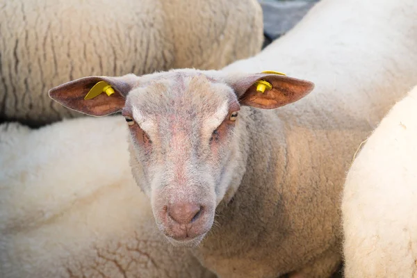 Βοοειδή Γαλλικά Πρόβατα Κόκκινο Κεφάλι Και Λευκό Μαλλί — Φωτογραφία Αρχείου