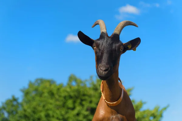 Portrait Chèvre Brune Femelle Contre Ciel Bleu — Photo