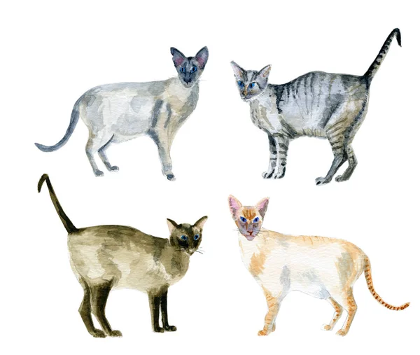 Koty Orientalne Krótkowłose Wodzie Kolor Białym Tle Nad Białym Tle — Zdjęcie stockowe