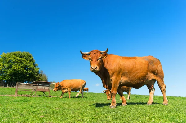 French Agriculture Landscape Brown Limousine Cows — Stock Photo, Image