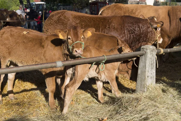 Typiska Rödbruna Limousin Kor Marknaden — Stockfoto