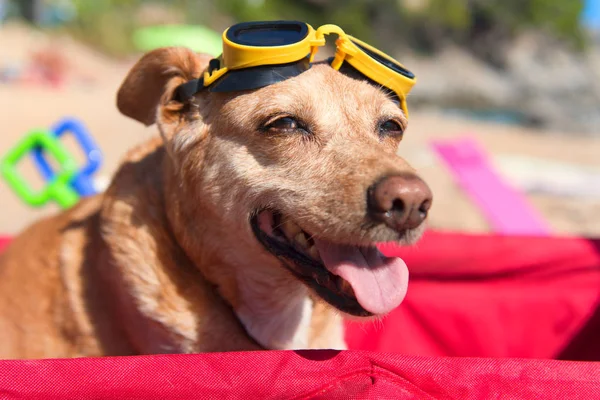 Cão engraçado com óculos na praia — Fotografia de Stock