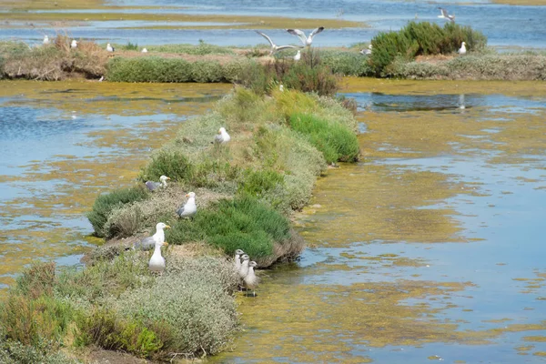 Bird sanctuary on Island Ile de Re — Stock Photo, Image