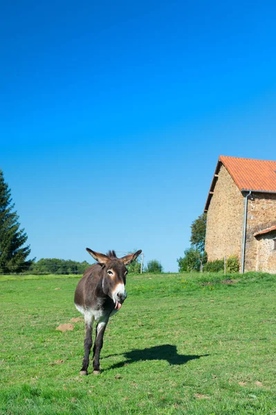 Ezel op de boerderij — Stockfoto