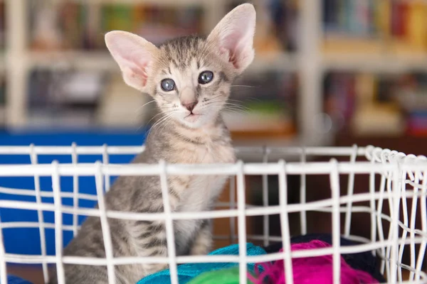 Blue Oriental shorthair kitten — Stock Photo, Image