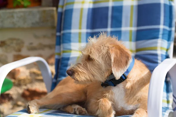Portriat pequeño perro de raza cruzada —  Fotos de Stock