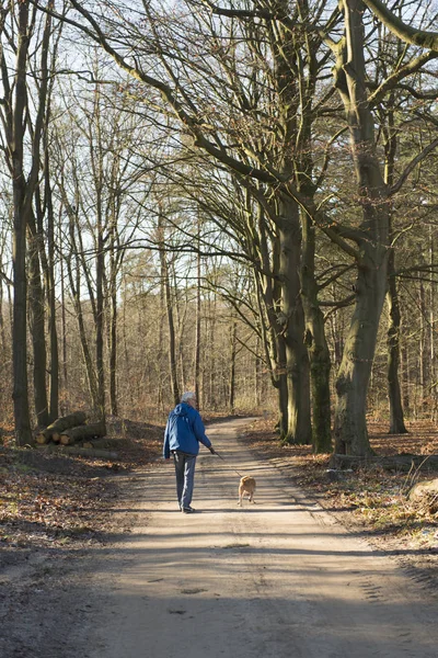 Senior man walking hond in het bos — Stockfoto