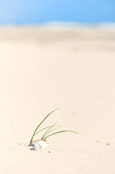 Praia vazia com grama e conchas — Fotografia de Stock