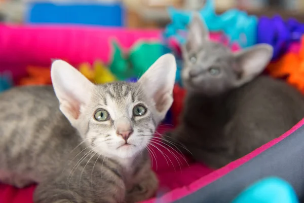 Birthday with little kittens — Stock Photo, Image