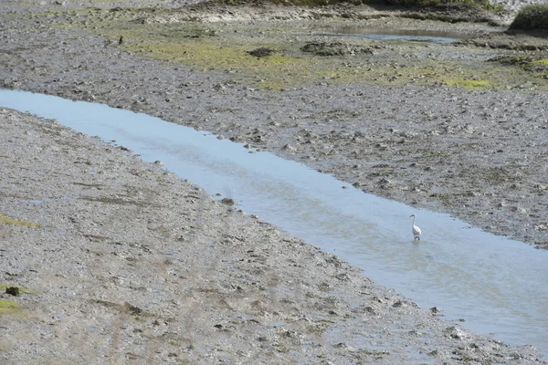 Pequeno Egret na água — Fotografia de Stock