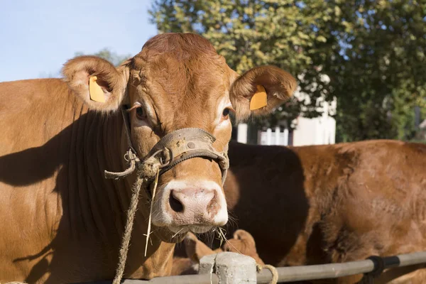 Vacas típicas de Limousin en el mercado — Foto de Stock