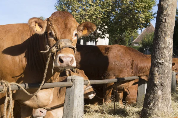 Vacas típicas da Limousin no mercado — Fotografia de Stock
