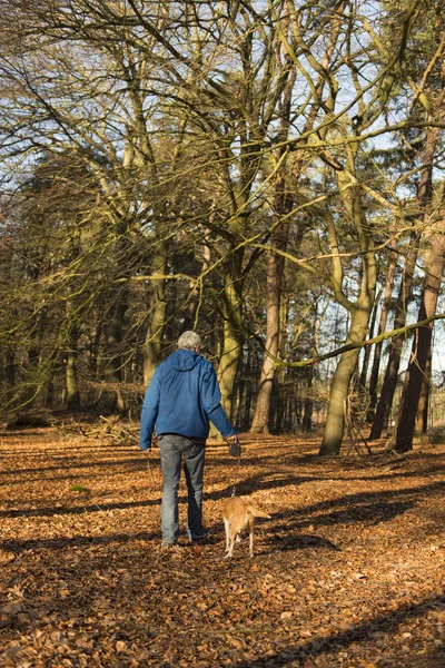フォレスト内の年配の男性歩行犬 — ストック写真