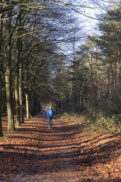 Senior man walking hond in het bos — Stockfoto