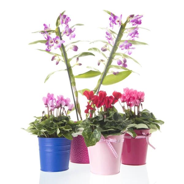 Dendrobium és Ciklámen üzem s pot — Stock Fotó